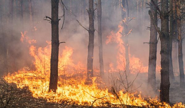 immagine con un incendio in una pineta